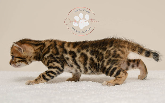 Bengal kitten for sale